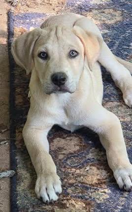 Enlarge Tex, a Adoptable Black Mouth Cur in Winter Park, CO image 2/2