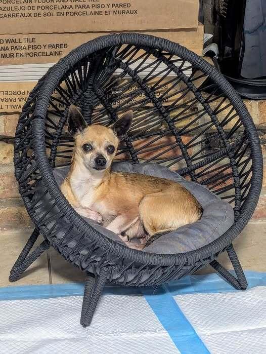 Enlarge Honey Boo Boo (Fostered in Bellevue), a Adoptable mixed breed in Papillion, NE image 1/5