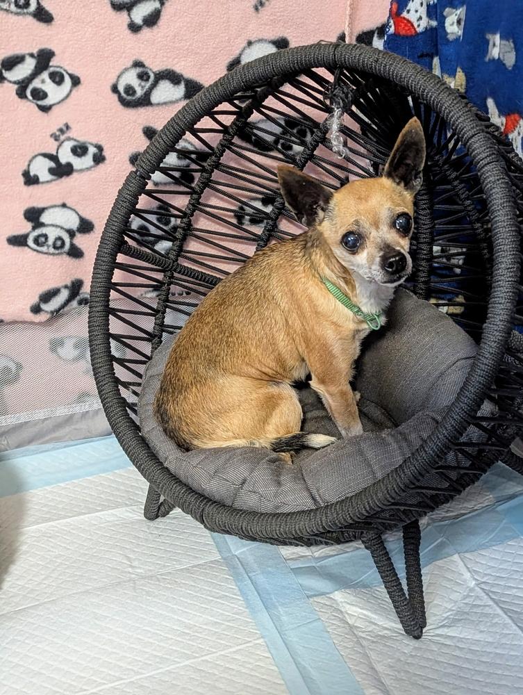 Enlarge Honey Boo Boo (Fostered in Bellevue), a Adoptable mixed breed in Papillion, NE image 3/5