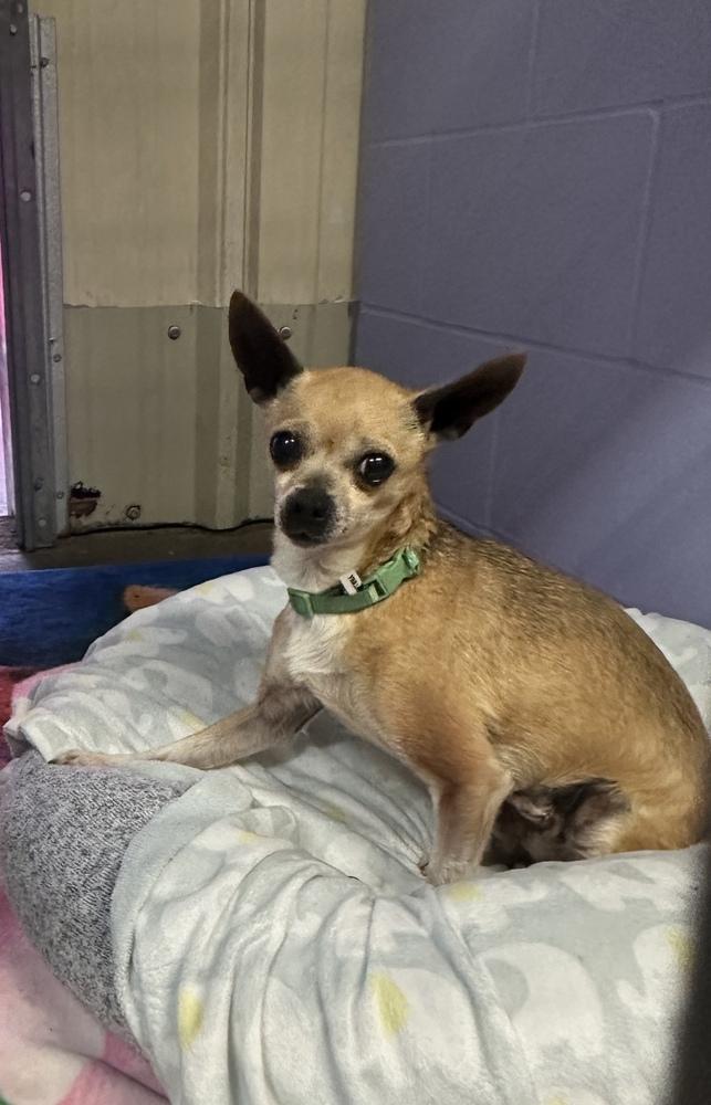 Enlarge Honey Boo Boo (Fostered in Bellevue), a Adoptable mixed breed in Papillion, NE image 4/5