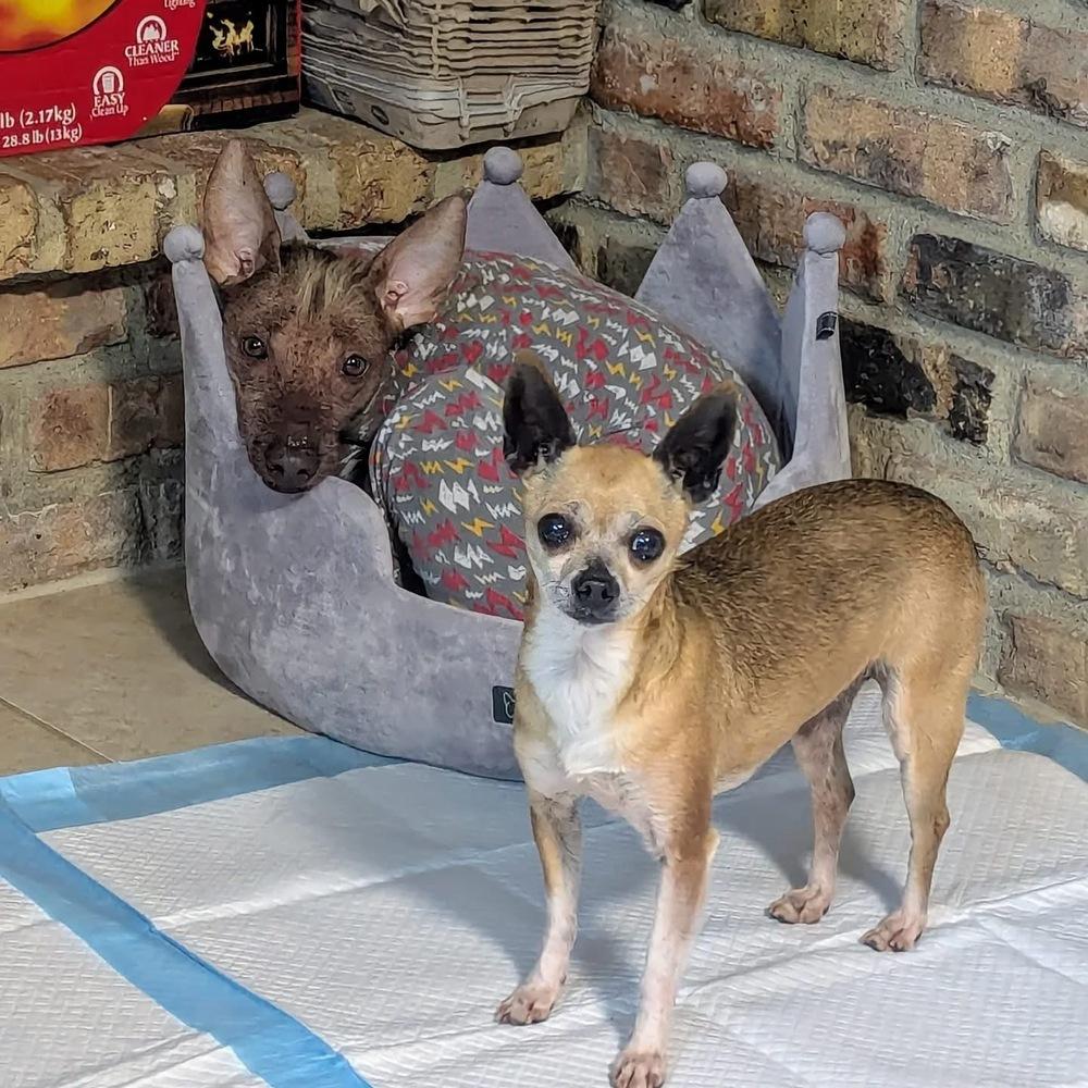 Enlarge Honey Boo Boo (Fostered in Bellevue), a Adoptable mixed breed in Papillion, NE image 5/5