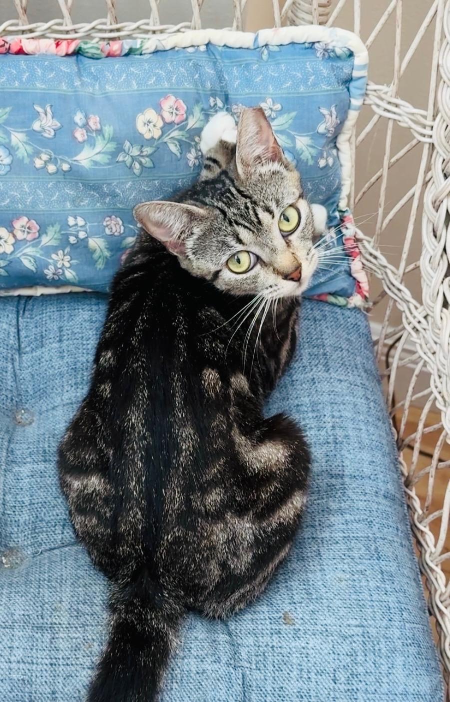 Enlarge Patches, a ADOPTABLE Domestic Short Hair in Boston, MA image 3/4