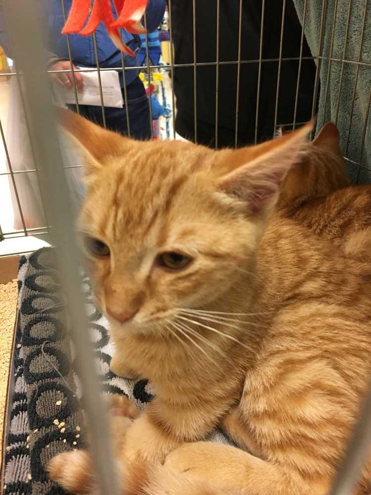 George, a Adopted Domestic Short Hair in Suffern, NY image 1/2