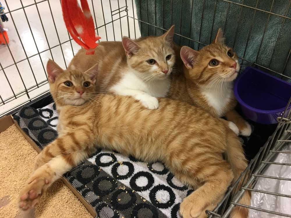 George, a Adopted Domestic Short Hair in Suffern, NY image 2/2