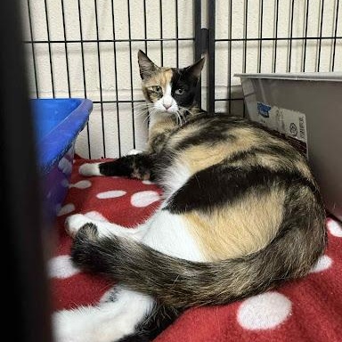 Photo of Pumpkin