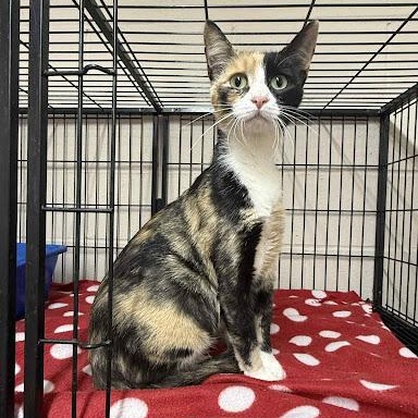 Photo of Pumpkin