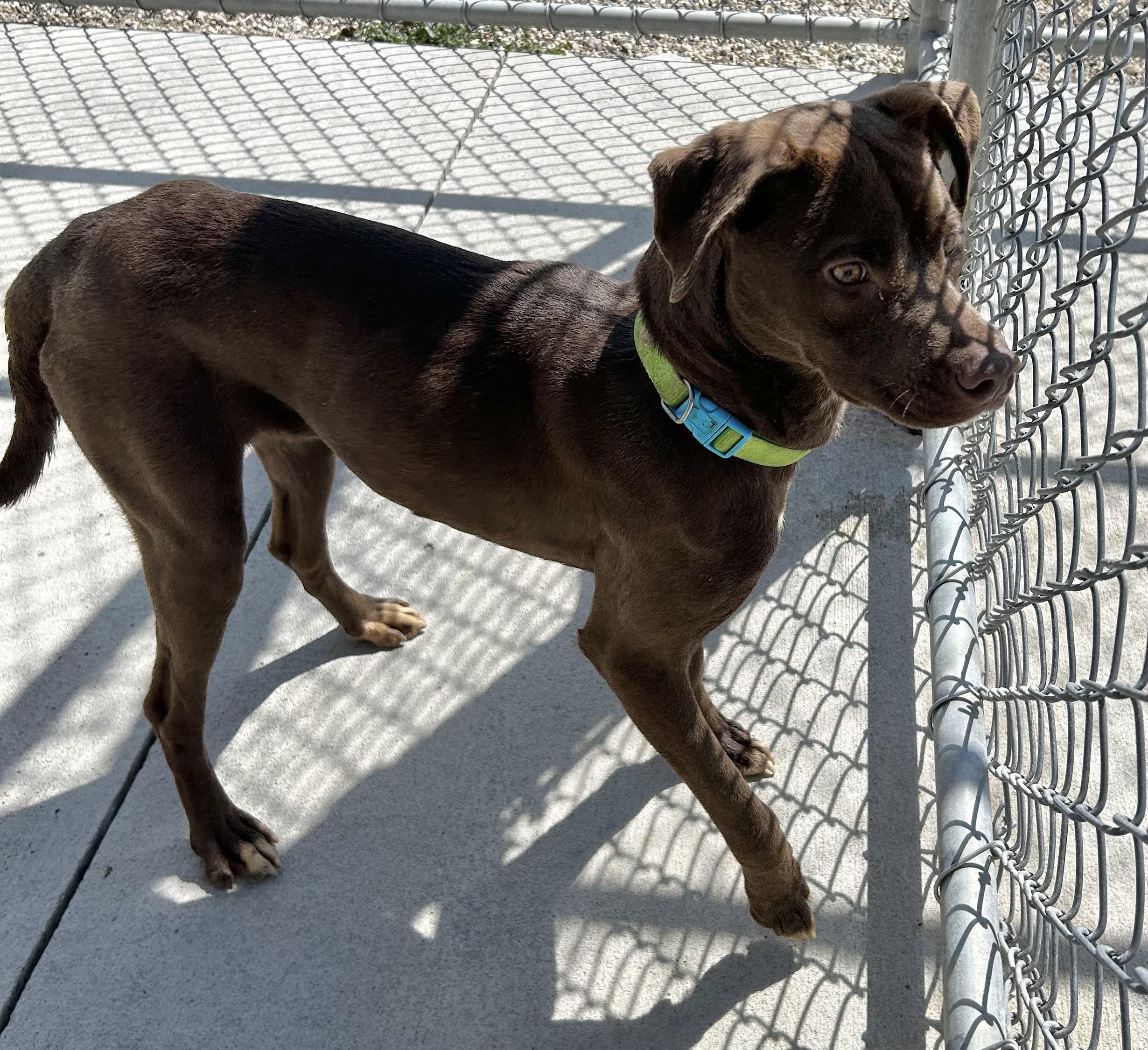 Enlarge Cedar, a ADOPTABLE mixed breed in Mason City, IA image 2/2