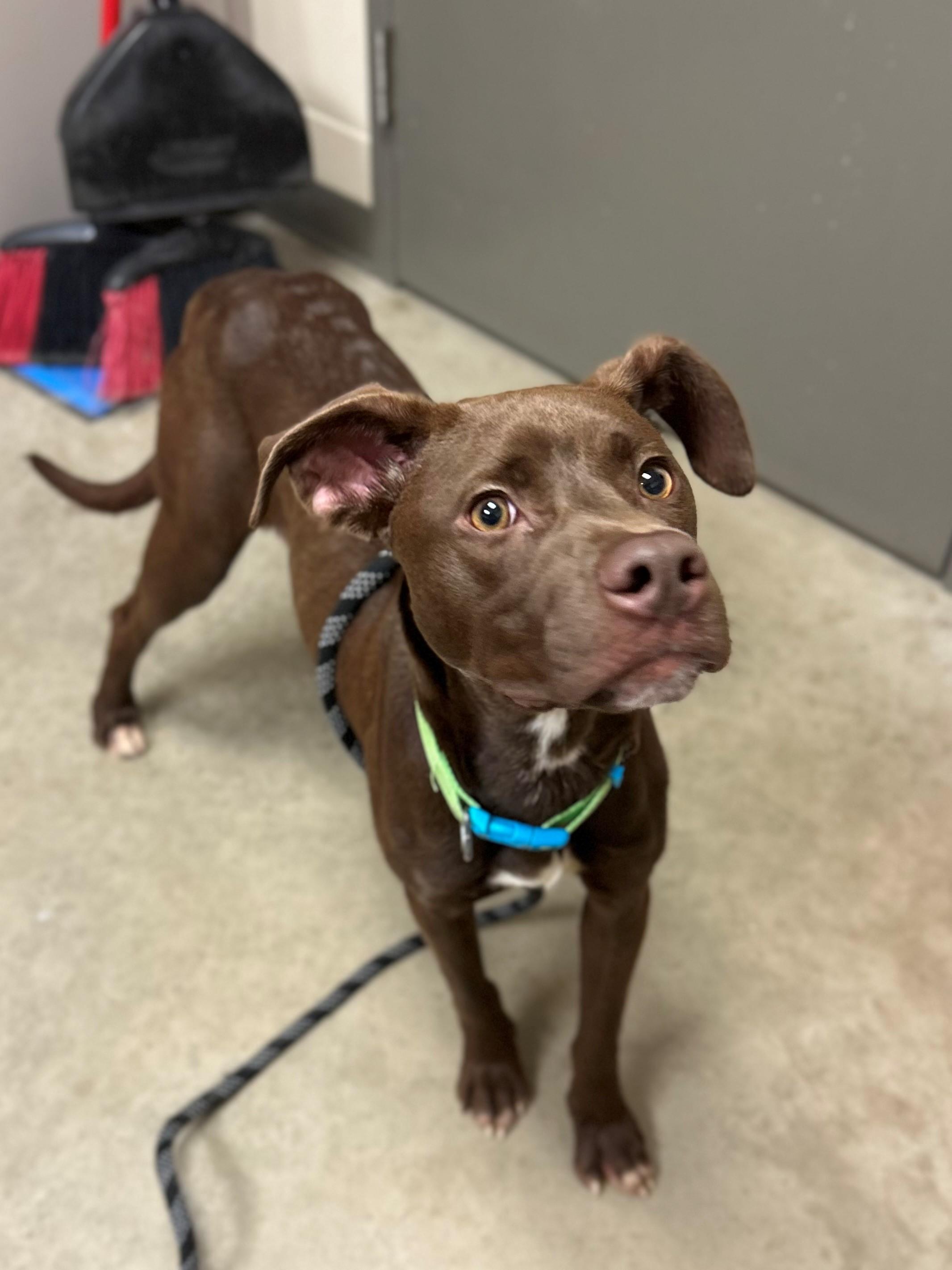 Cedar, ADOPTABLE, Young Male Chocolate Labrador Retriever.