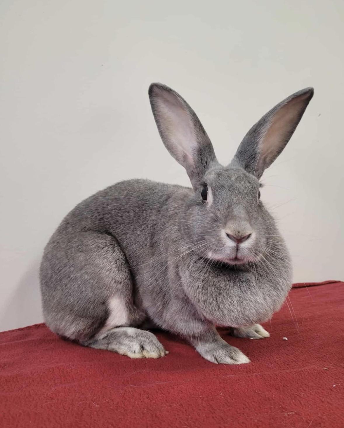 Enlarge Flora, a ADOPTABLE mixed breed in Everett, ON image 1/1