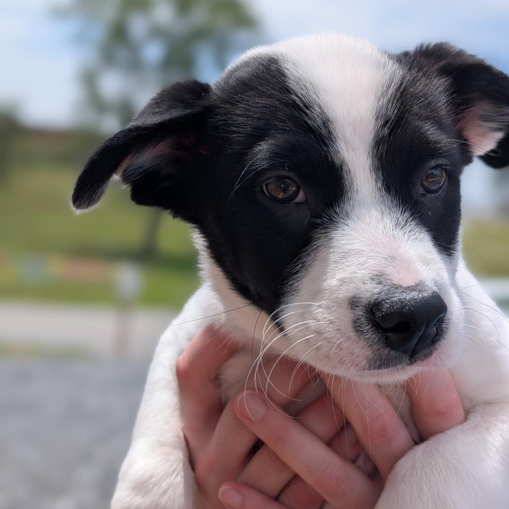 Sammy(Little Hearts Litter), Adoptable, Puppy Female Labrador Retriever & Terrier.