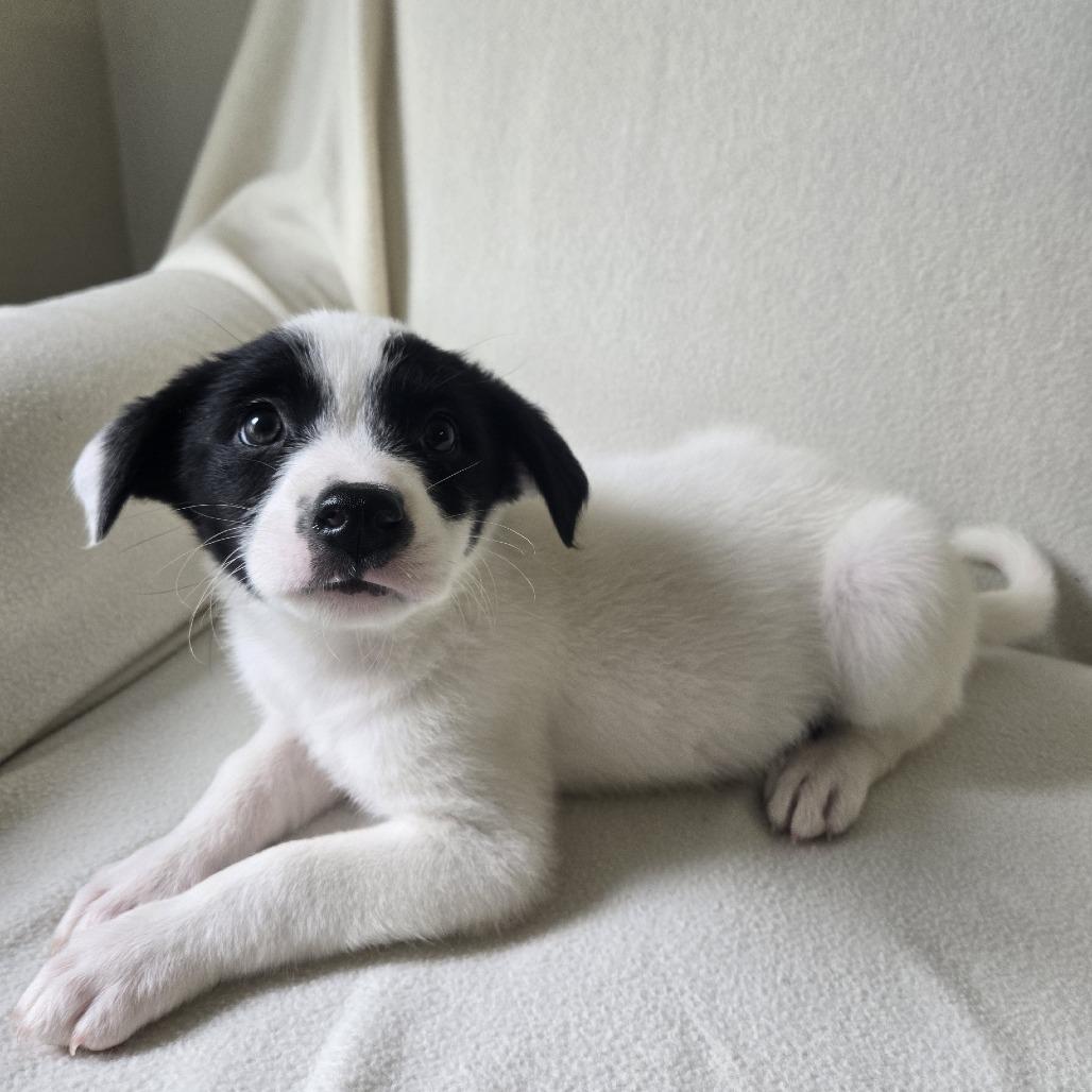 Enlarge Sammy(Little Hearts Litter), a Adoptable mixed breed in Lenoir, NC image 2/5