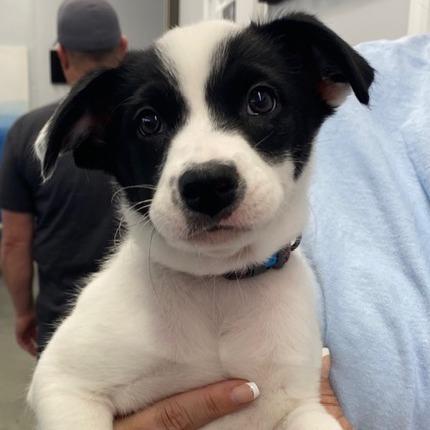 Enlarge Sammy(Little Hearts Litter), a Adoptable mixed breed in Lenoir, NC image 3/5
