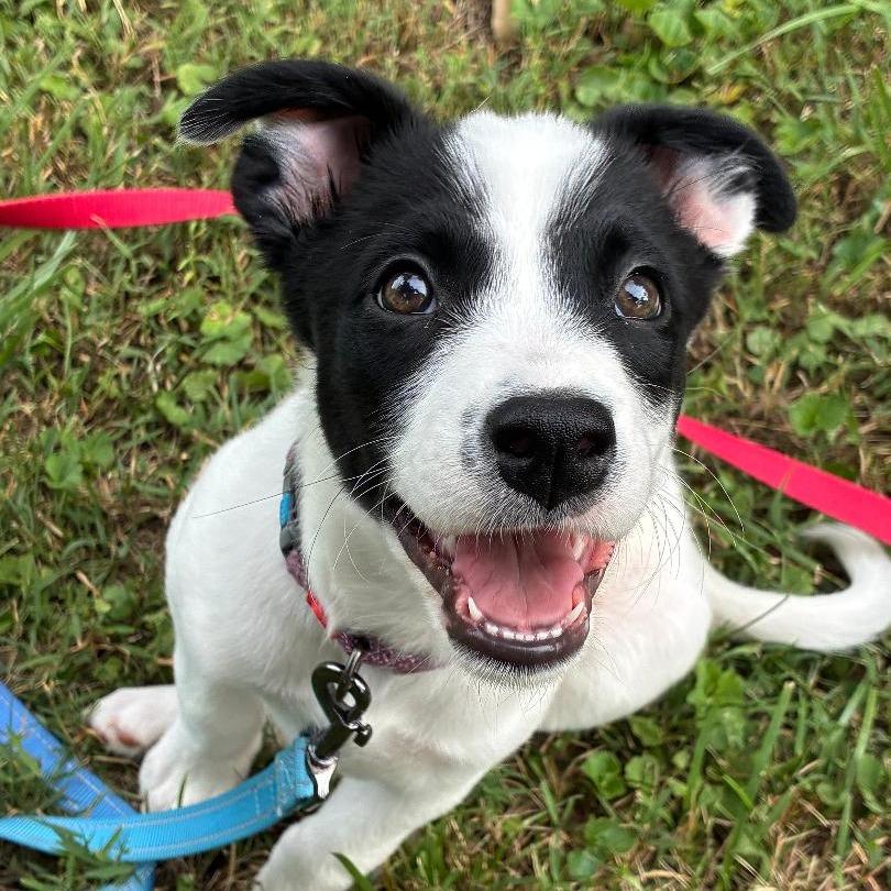 Enlarge Sammy(Little Hearts Litter), a Adoptable mixed breed in Lenoir, NC image 4/5