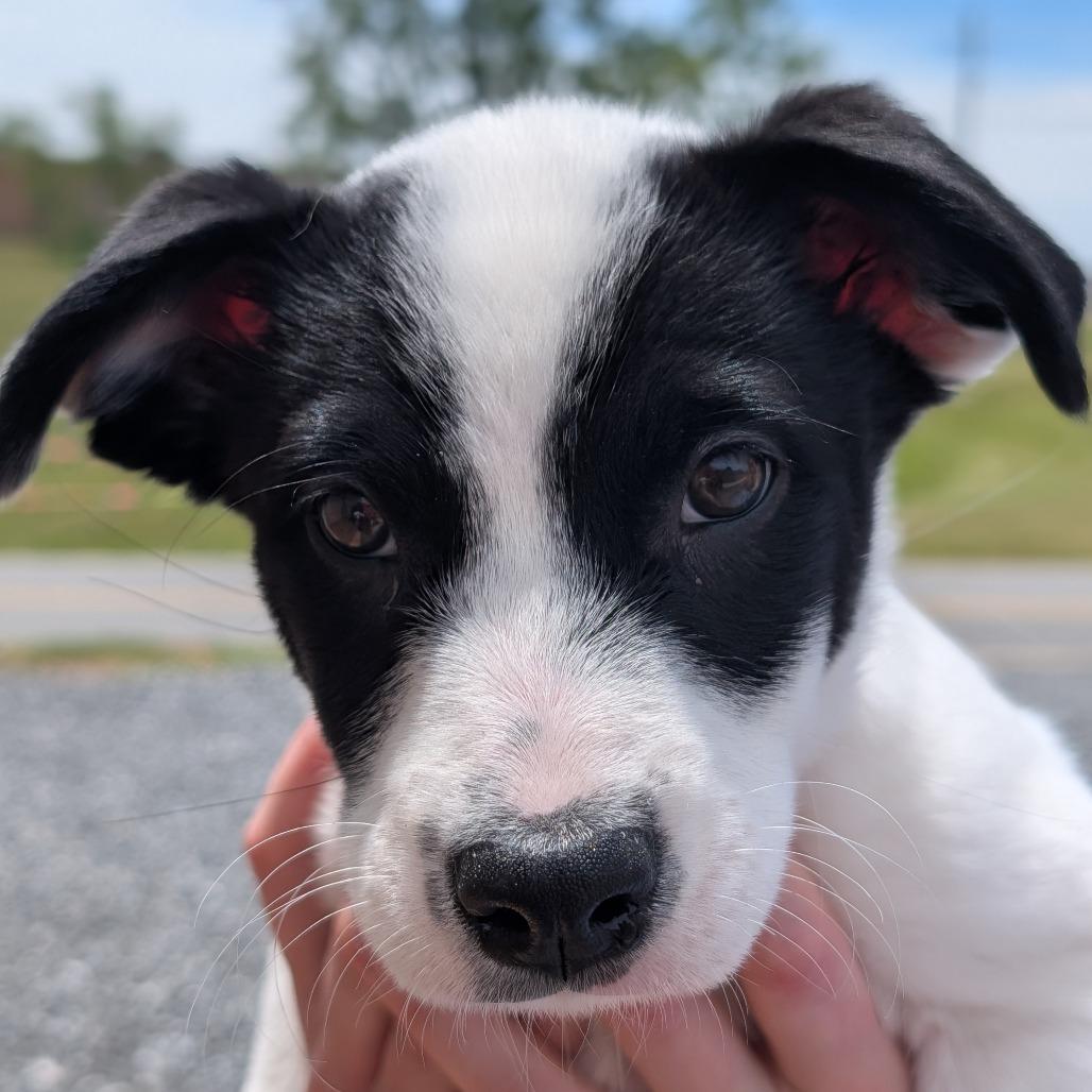 Enlarge Sammy(Little Hearts Litter), a Adoptable mixed breed in Lenoir, NC image 5/5