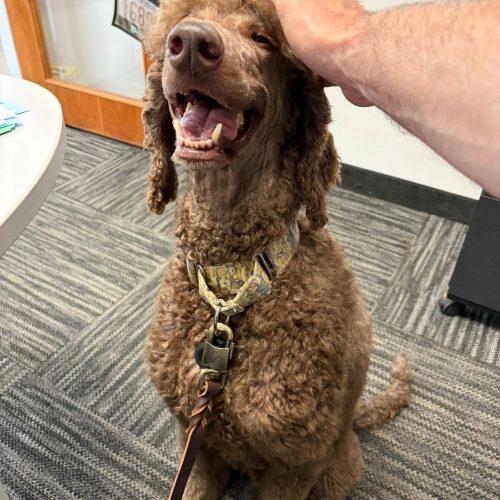 Hubert, Adoptable, Adult Male Standard Poodle.