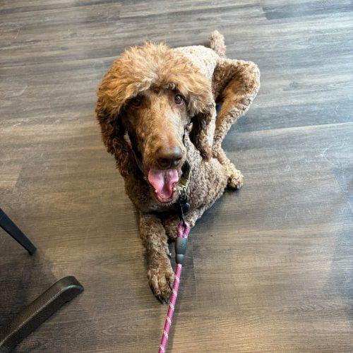 Enlarge Hubert, a Adoptable Standard Poodle in Courtice, ON image 2/6