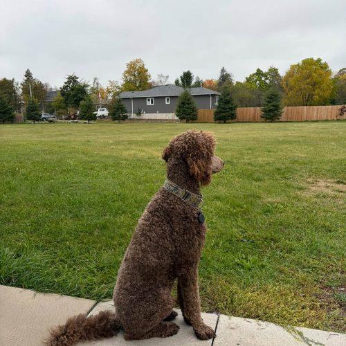 Enlarge Hubert, a Adoptable Standard Poodle in Courtice, ON image 4/6
