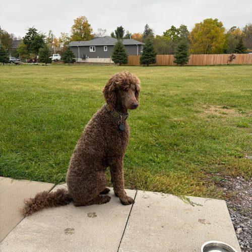 Enlarge Hubert, a Adoptable Standard Poodle in Courtice, ON image 5/6