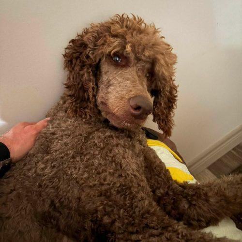 Enlarge Hubert, a Adoptable Standard Poodle in Courtice, ON image 6/6