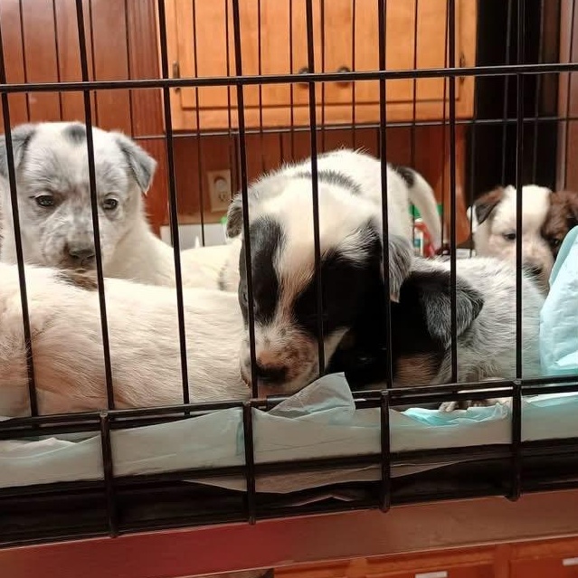 Enlarge Maple, an adopted mixed breed in Glenolden, PA image 4/6
