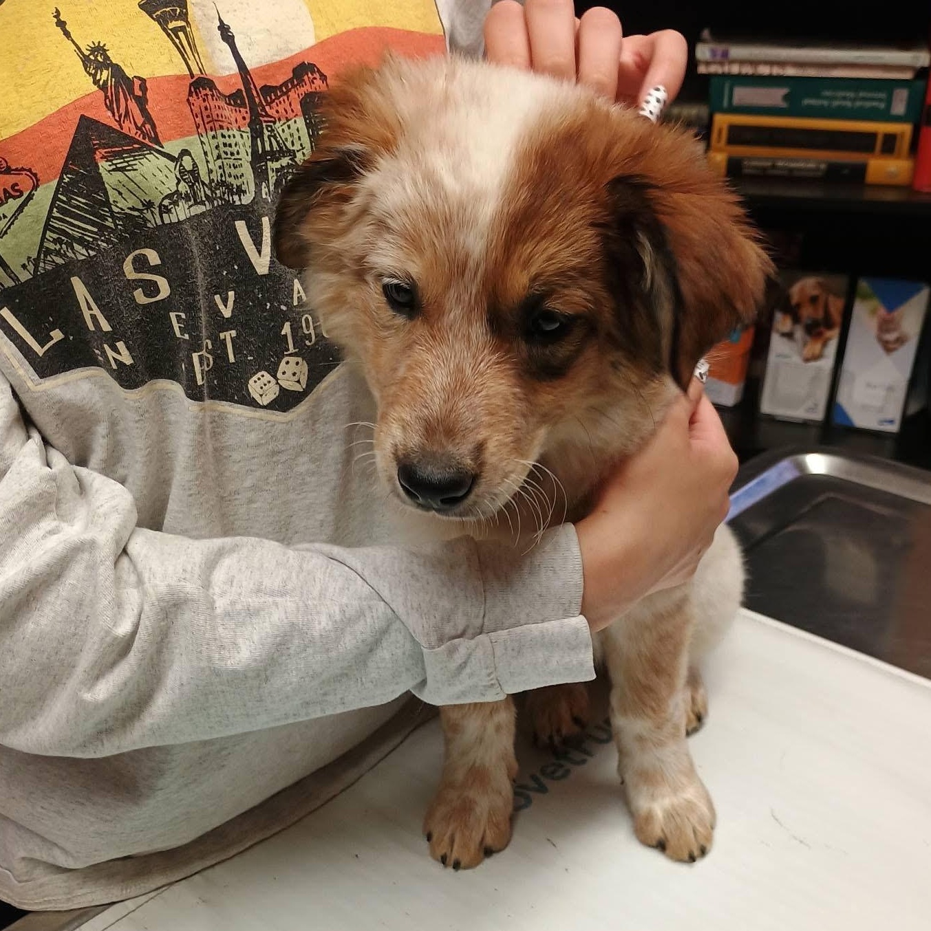 Maple, ADOPTABLE, Puppy Female Australian Cattle Dog / Blue Heeler & Australian Shepherd.