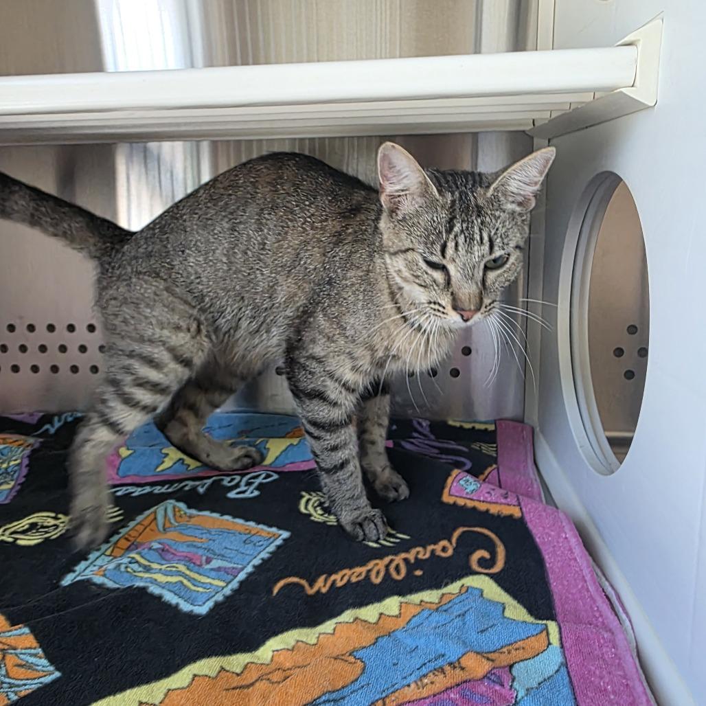 Coriander, Adoptable, Adult Female Domestic Short Hair.