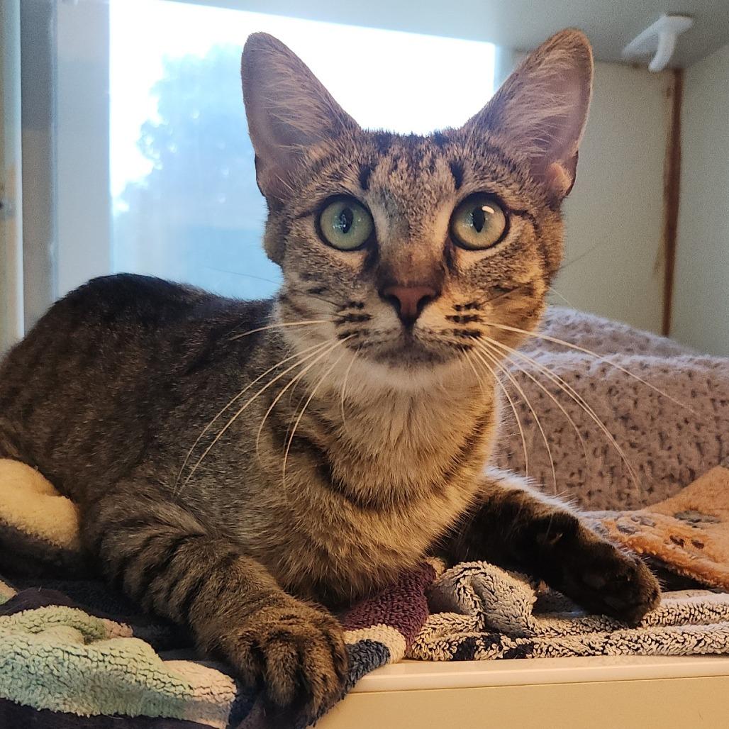 Coriander, a Adoptable Domestic Short Hair in Norman, OK image 2/2