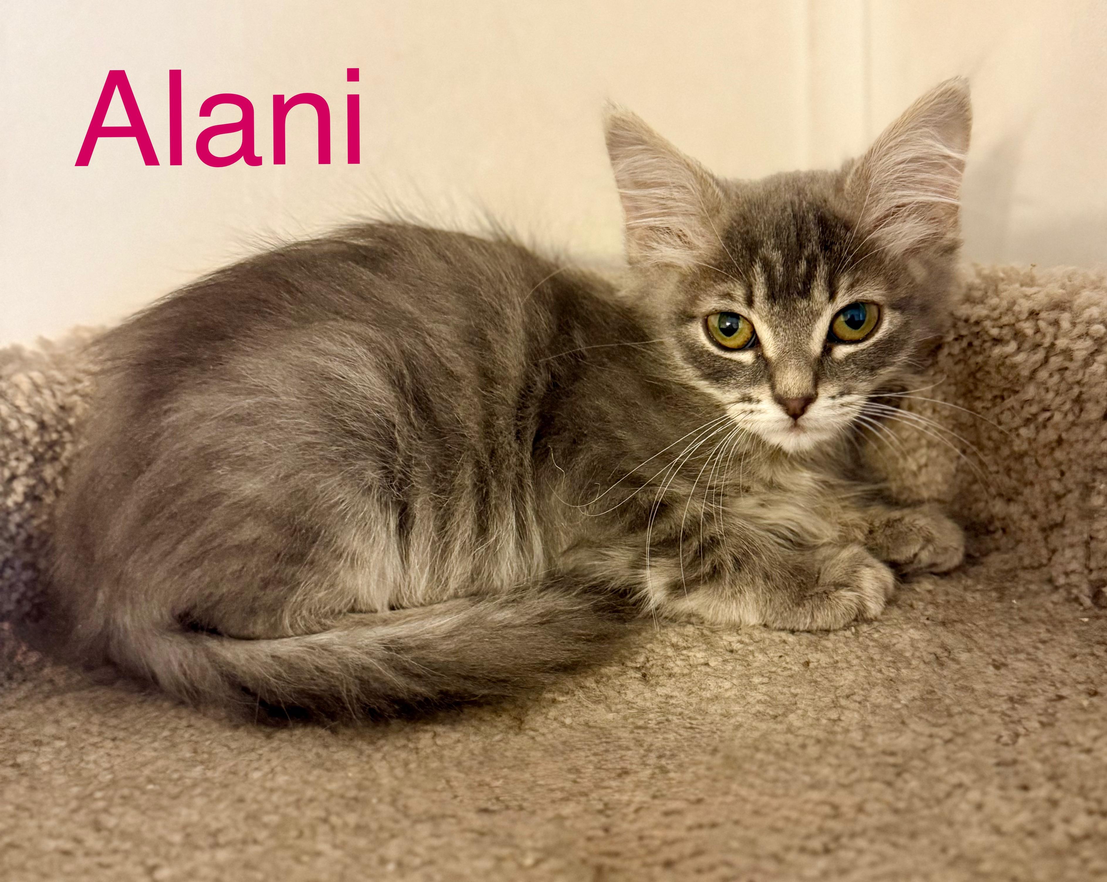 Alani, an adoptable Tabby in Snyder, TX, 79550 | Photo Image 1