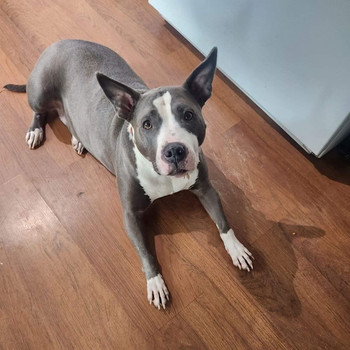 Zuri BP, a Adoptable mixed breed in Roswell, GA image 1/3