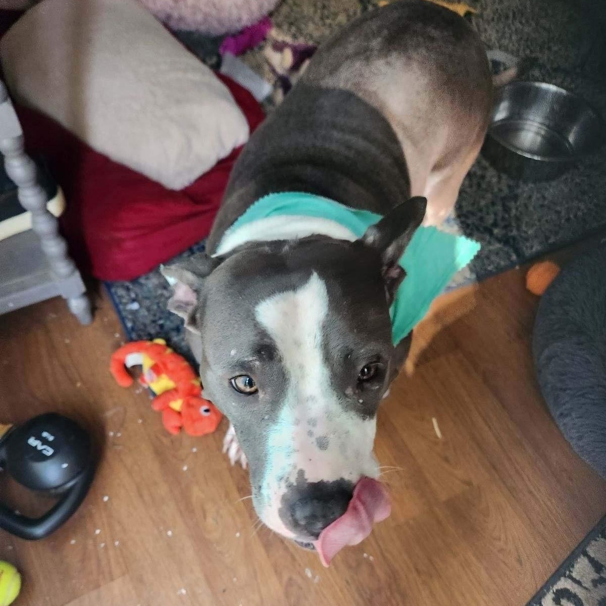 Zuri BP, a Adoptable mixed breed in Roswell, GA image 3/3