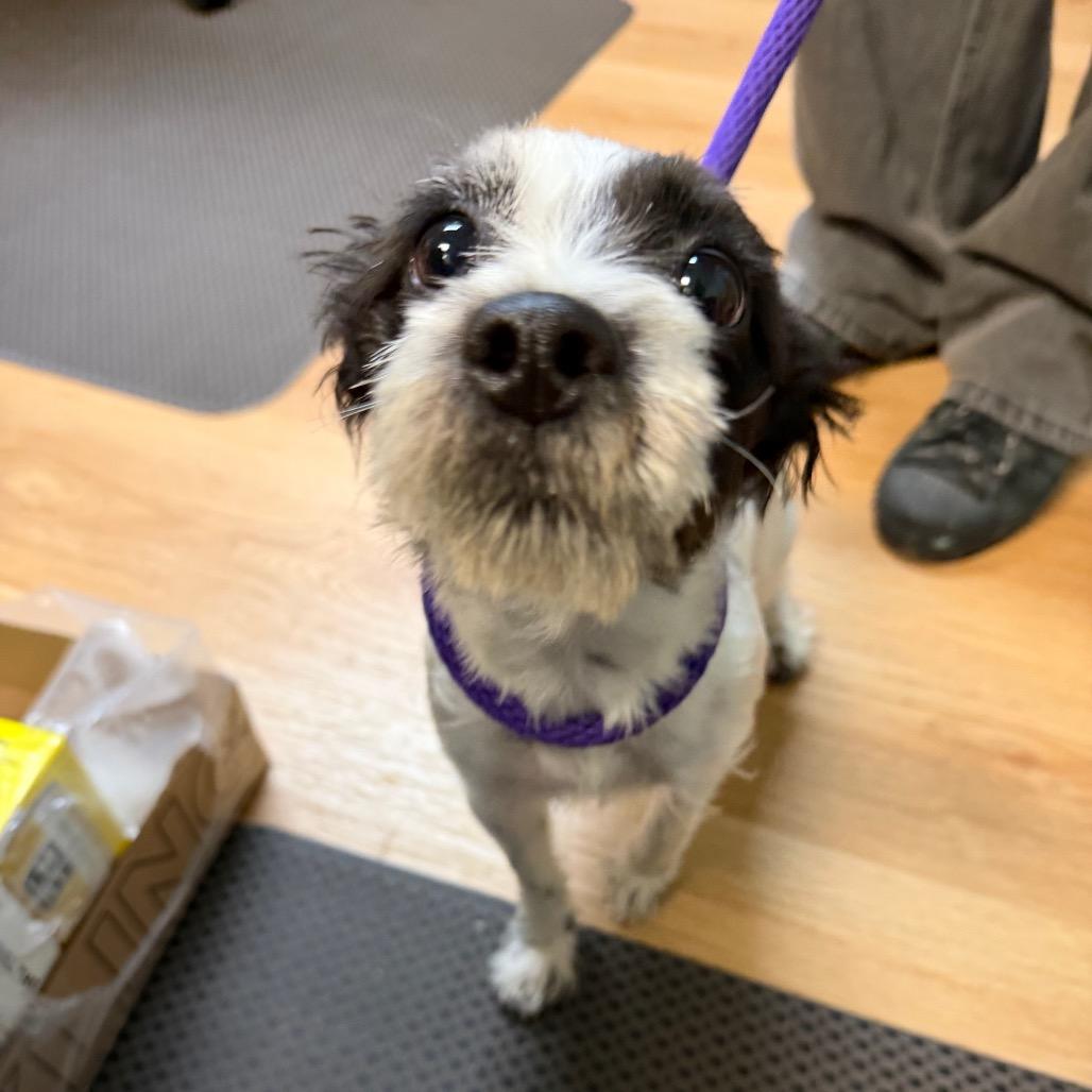 Enlarge Patti Cake-AmmonStray, a Adoptable Chihuahua in Idaho Falls, ID image 1/4