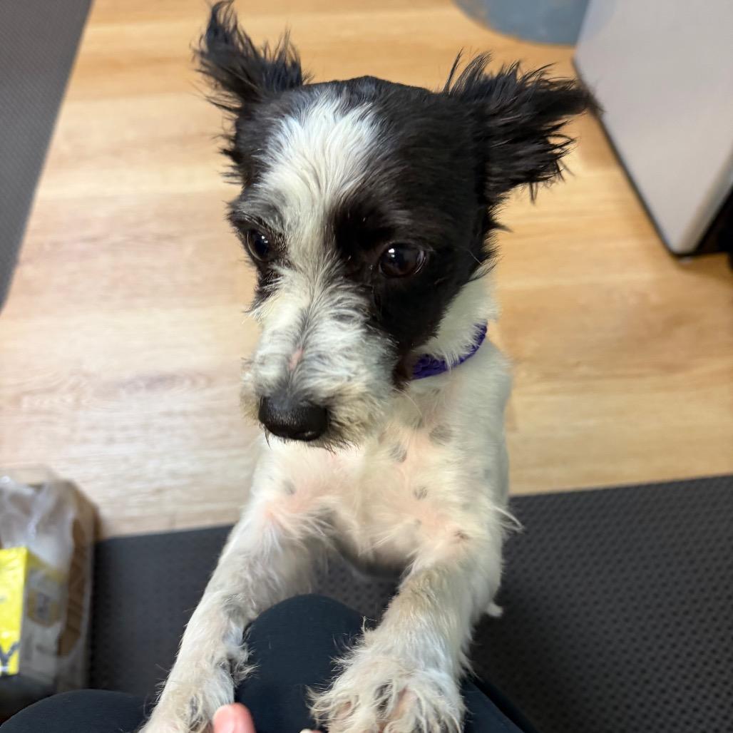 Enlarge Patti Cake-AmmonStray, a Adoptable Chihuahua in Idaho Falls, ID image 2/4