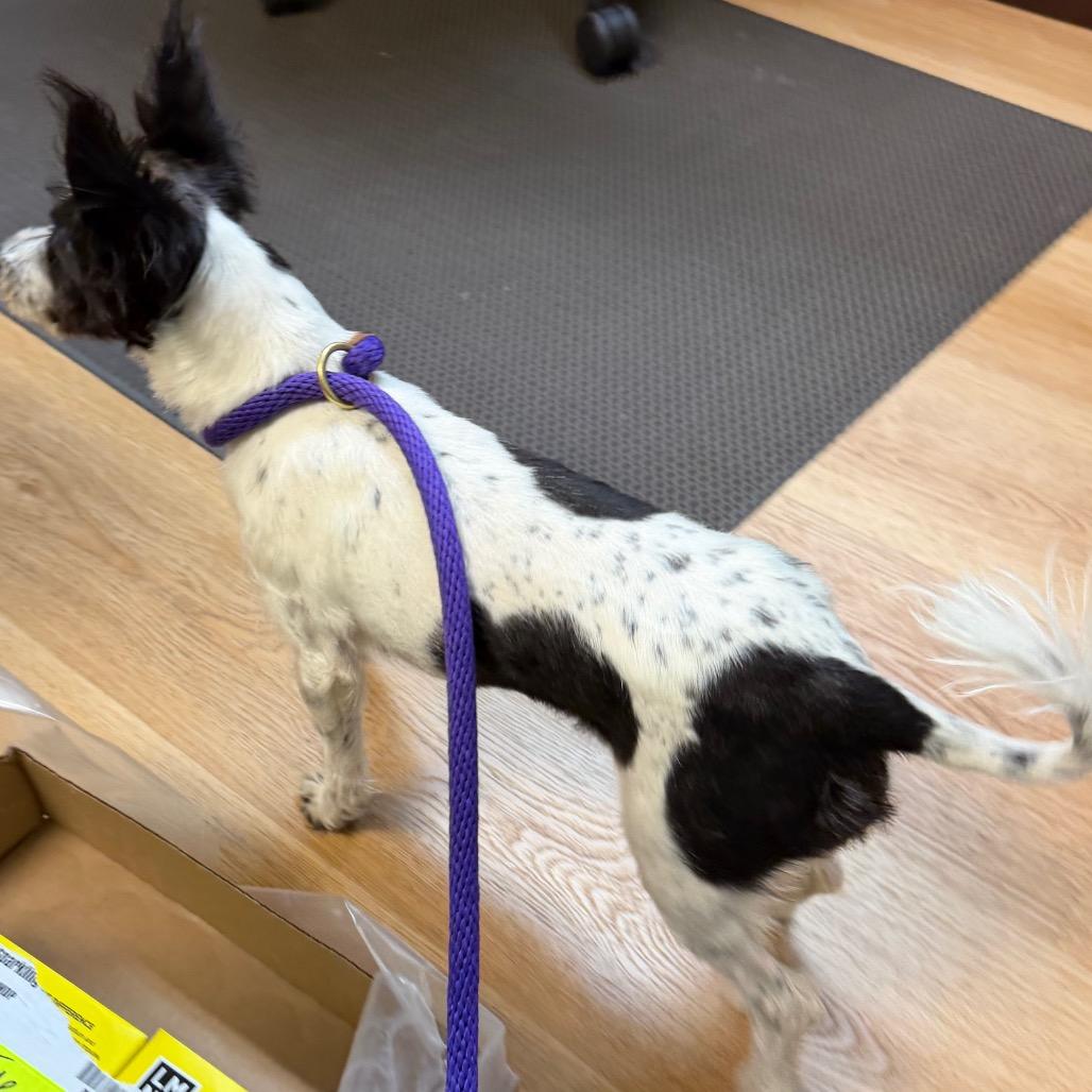 Enlarge Patti Cake-AmmonStray, a Adoptable Chihuahua in Idaho Falls, ID image 3/4