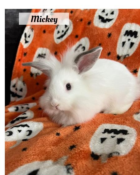 Mickey, Adoptable, Young Male Lionhead.