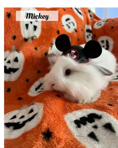 Mickey, a Adoptable Lionhead in Folsom, CA image 2/6