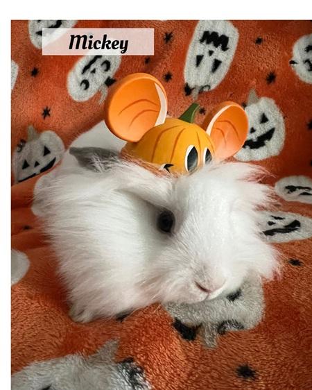 Mickey, a Adoptable Lionhead in Folsom, CA image 3/6