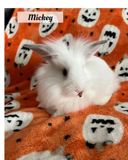 Mickey, a Adoptable Lionhead in Folsom, CA image 4/6