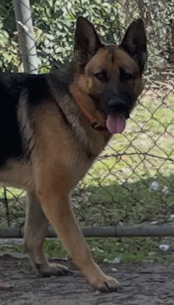 Enlarge Leah, an adopted German Shepherd Dog in Dallas, TX image 5/6