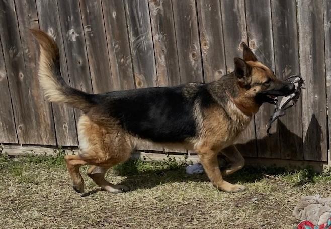 Enlarge Leah, an adopted German Shepherd Dog in Dallas, TX image 6/6