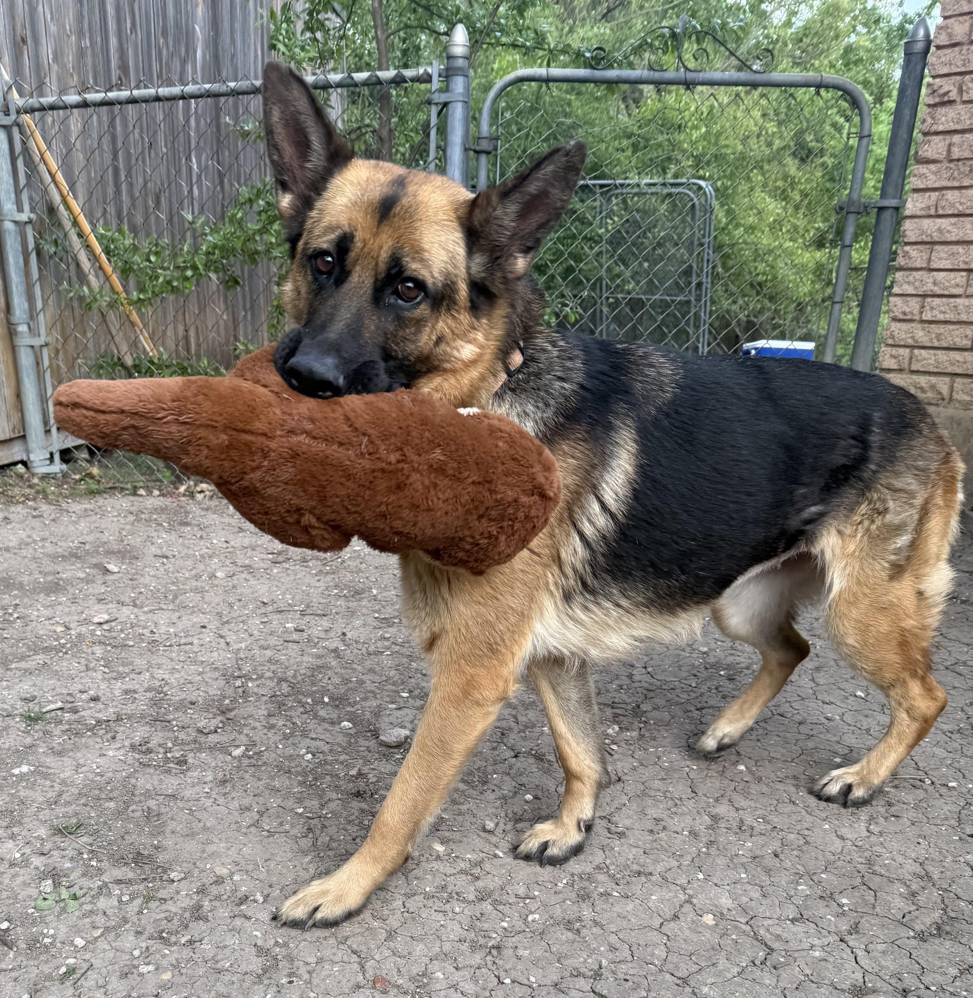 Enlarge Leah, an adopted German Shepherd Dog in Dallas, TX image 4/6