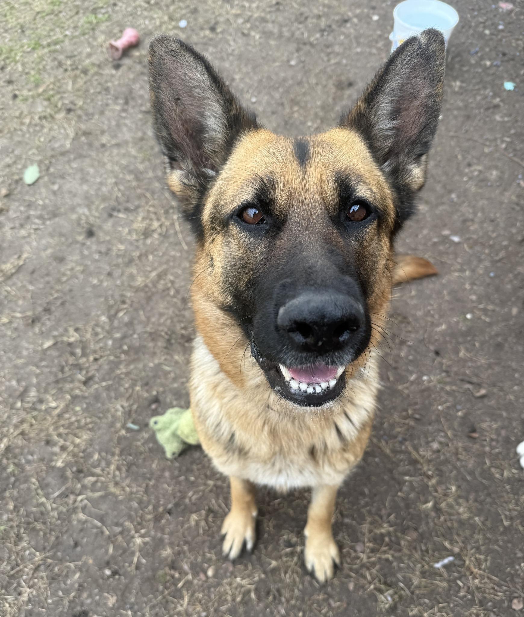 Enlarge Leah, an adopted German Shepherd Dog in Dallas, TX image 2/6