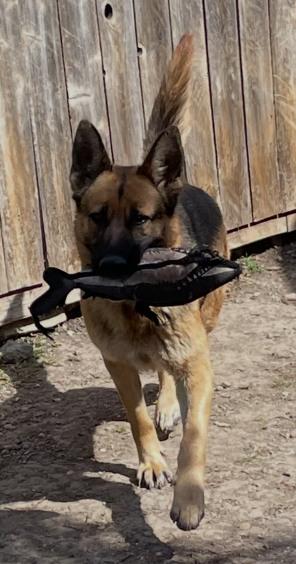 Enlarge Leah, an adopted German Shepherd Dog in Dallas, TX image 1/6