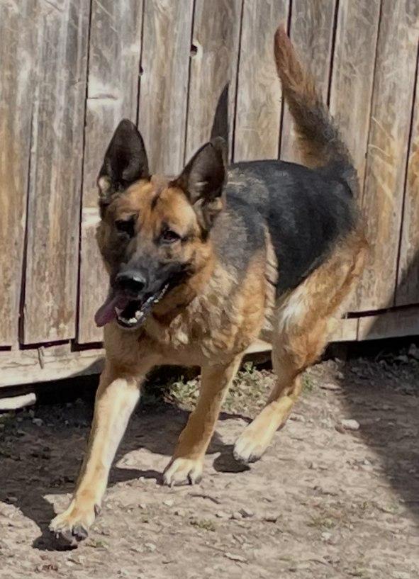 Enlarge Leah, an adopted German Shepherd Dog in Dallas, TX image 3/6