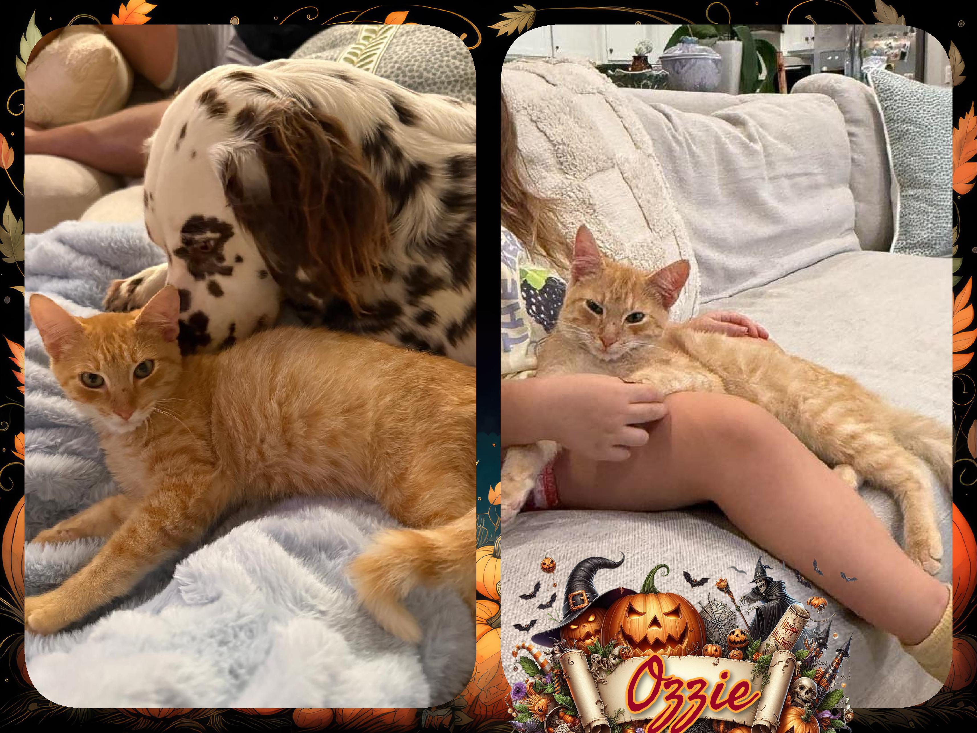 OZZIE, Adoptable, Kitten Male Domestic Short Hair.
