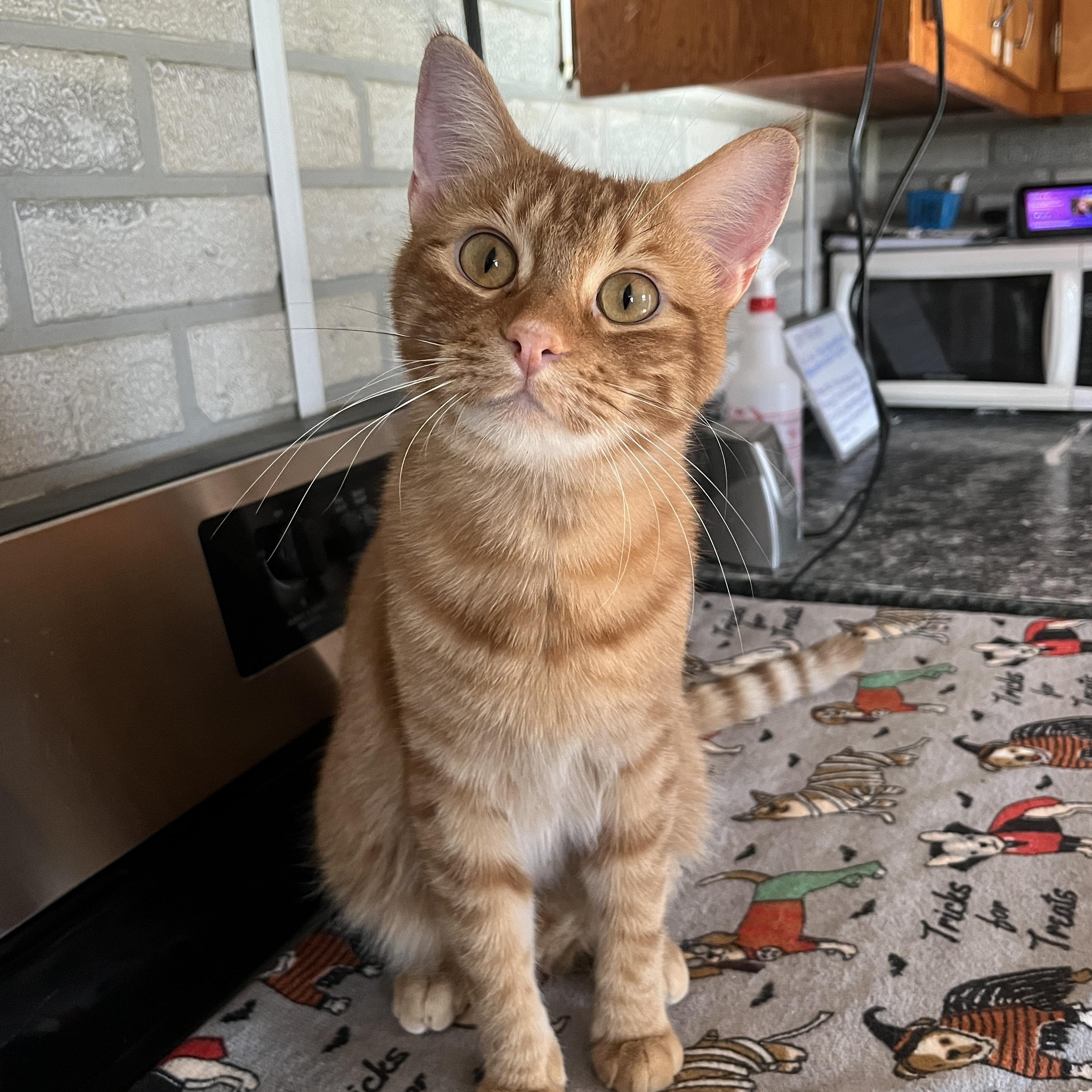 Croissant - At Adoption Center