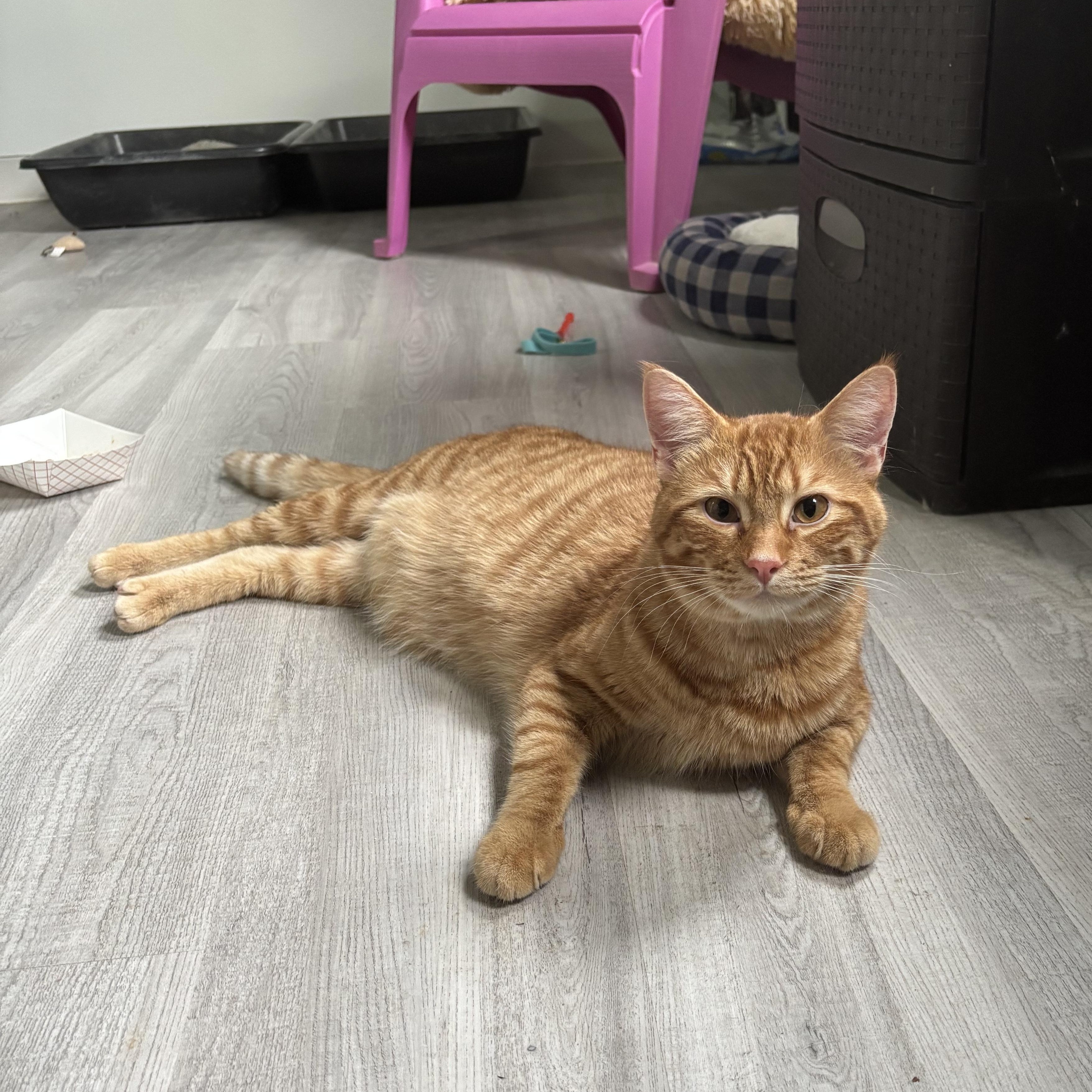 Croissant - At Adoption Center