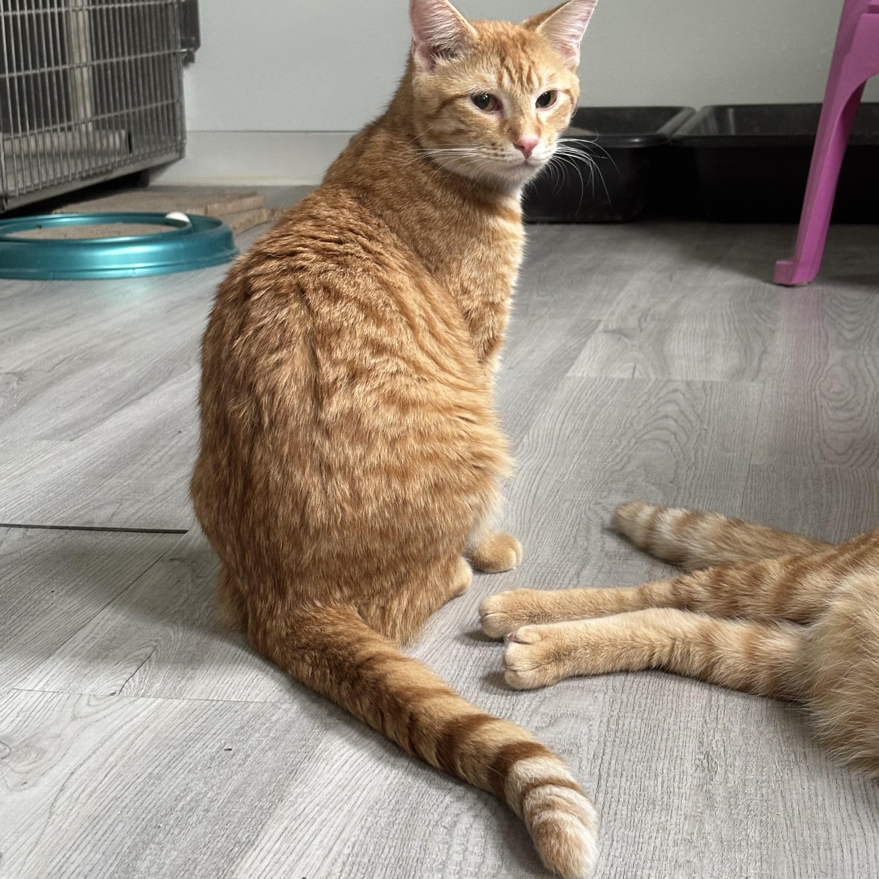 Croissant - At Adoption Center