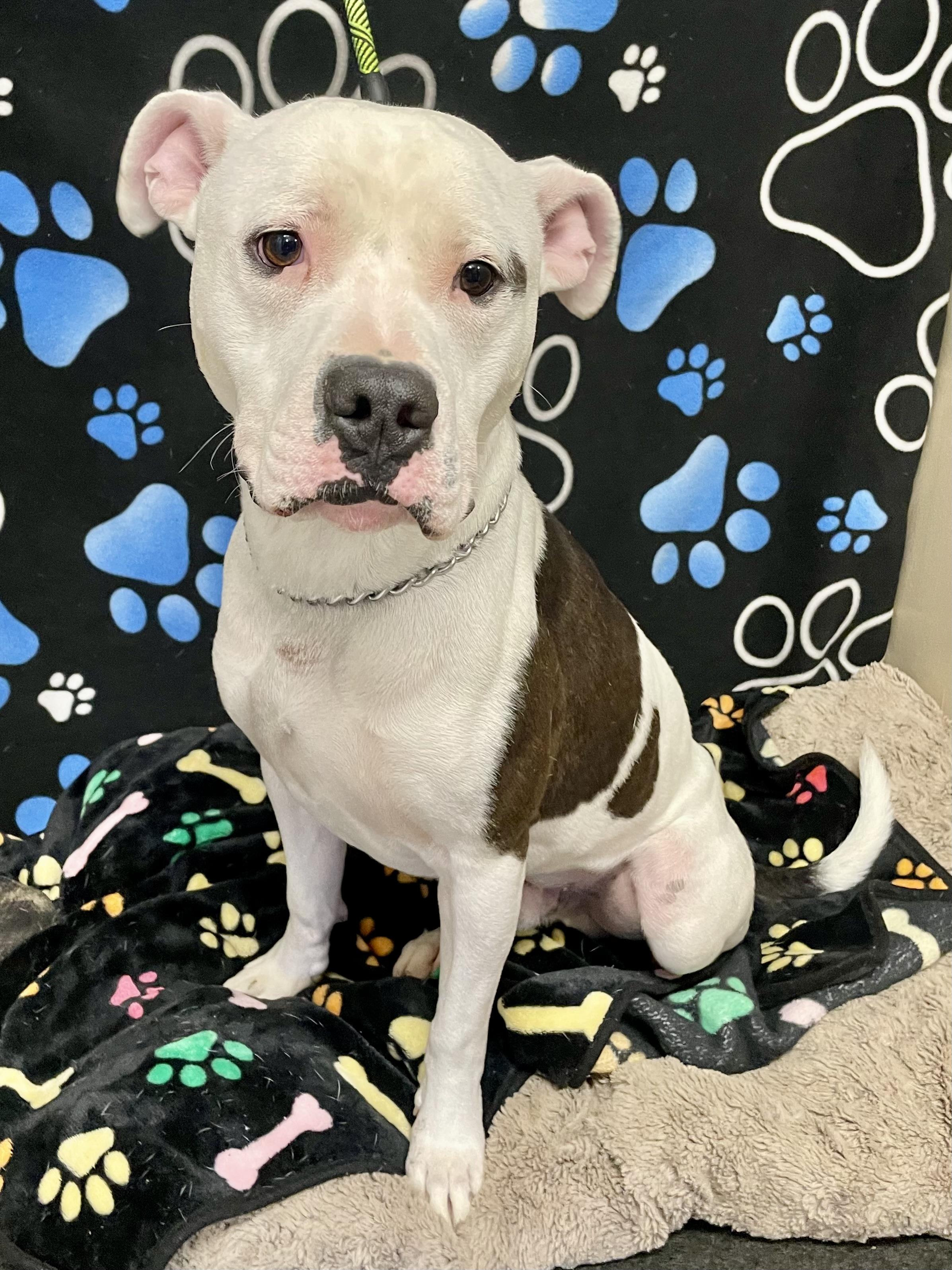 Enlarge Ace, a ADOPTABLE Pit Bull Terrier in Washington Court House, OH image 5/5