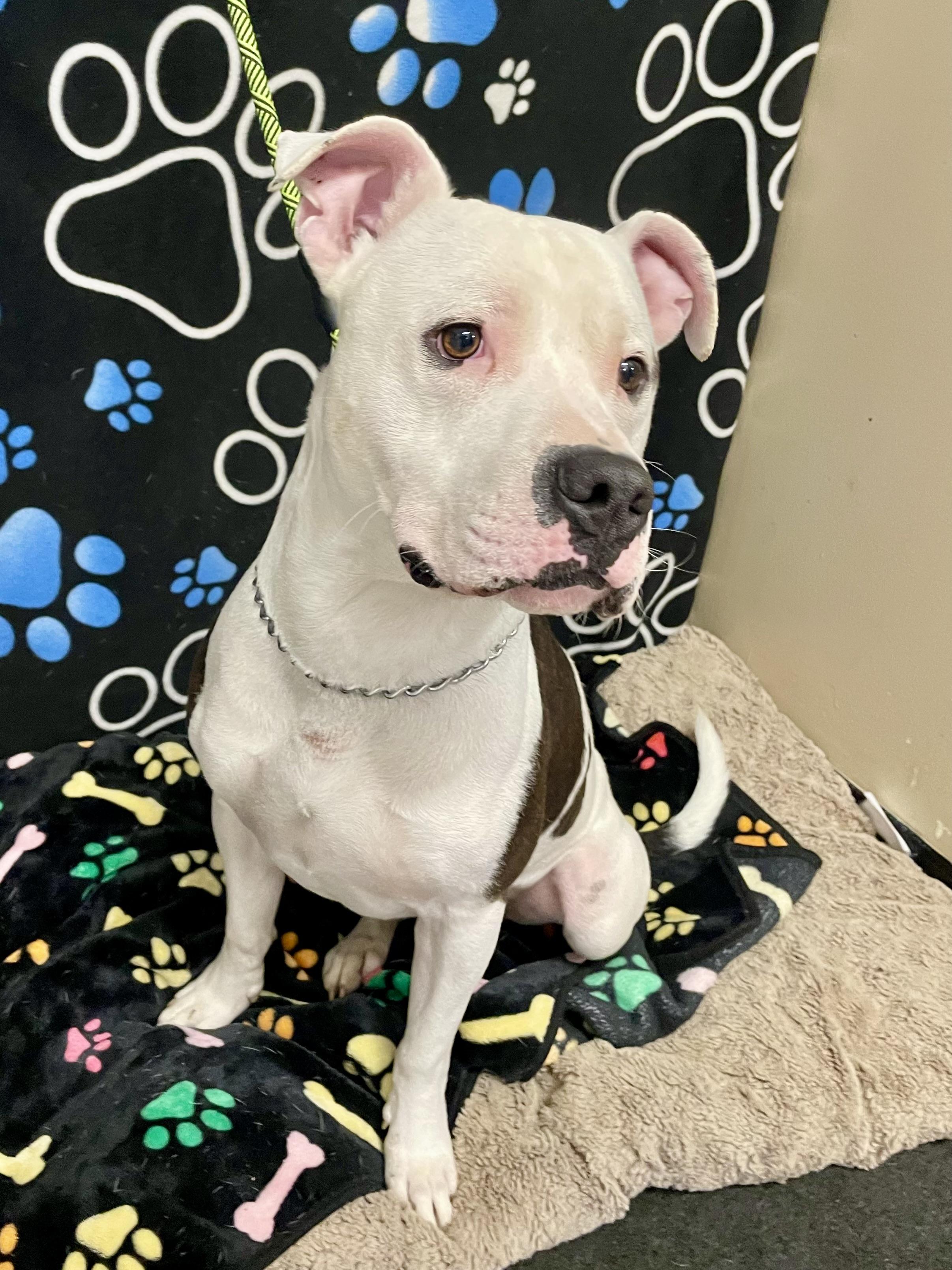 Enlarge Ace, a ADOPTABLE Pit Bull Terrier in Washington Court House, OH image 1/5