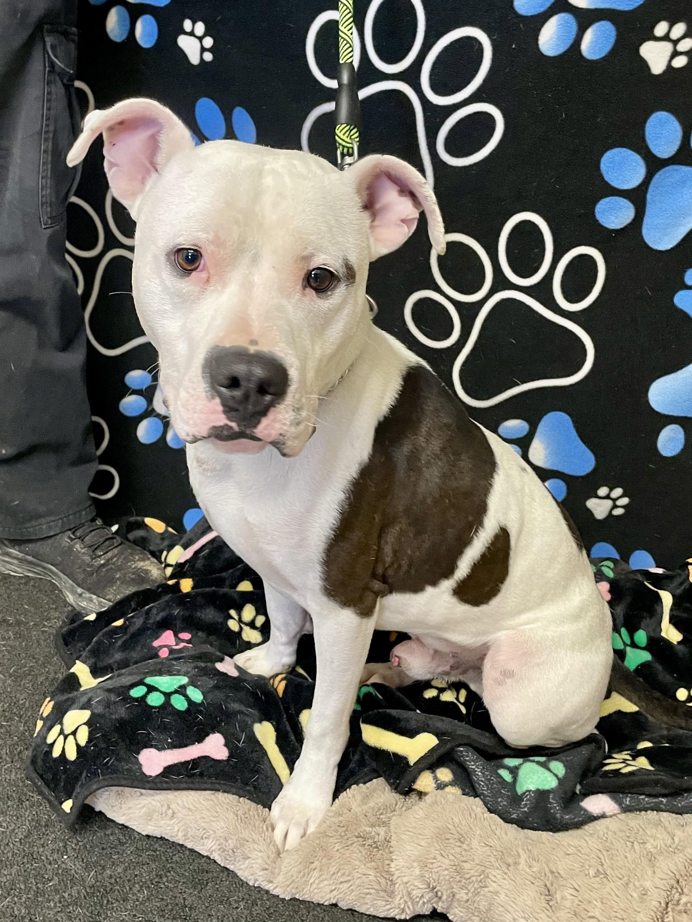 Enlarge Ace, a ADOPTABLE Pit Bull Terrier in Washington Court House, OH image 3/5